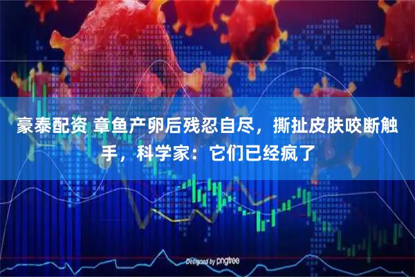 豪泰配资 章鱼产卵后残忍自尽，撕扯皮肤咬断触手，科学家：它们已经疯了
